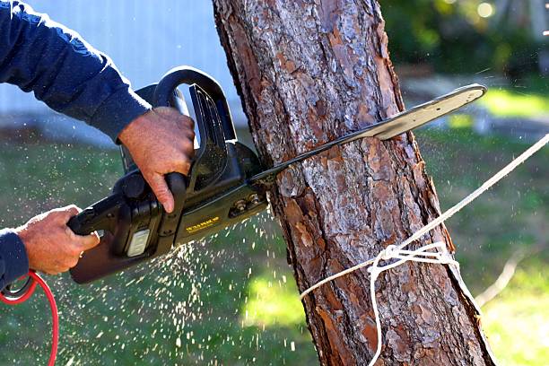 Best Tree Disease Treatment  in La Honda, CA